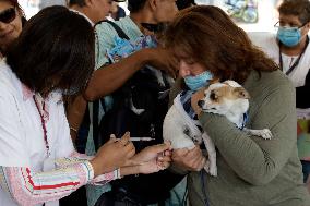 Anti-Rabies Campaign Begins - Mexico City