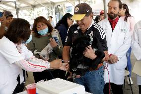 Anti-Rabies Campaign Begins - Mexico City