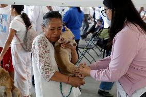 Anti-Rabies Campaign Begins - Mexico City