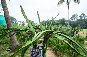 Dragon Fruit Cultivation In India