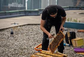 Urban Beekeeper In Toronto