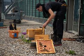 Urban Beekeeper In Toronto