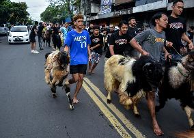 Eid Ad-Adha Livestocks Parade In Indonesia