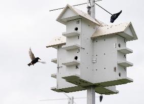 Bird Condos To Encourage Breeding In The Purple Martin - Montreal