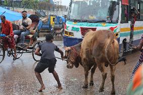 Sacrificial Animals Sale - Dhaka