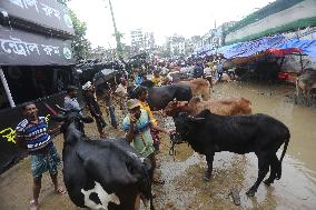 Sacrificial Animals Sale - Dhaka