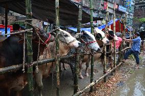 Sacrificial Animals Sale - Dhaka