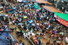 Sacrificial Animals Sale - Dhaka