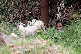 Training Dogs To Rescue Natural Disasters - Mexico