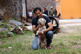 Training Dogs To Rescue Natural Disasters - Mexico