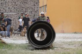 Training Dogs To Rescue Natural Disasters - Mexico