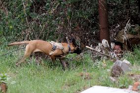 Training Dogs To Rescue Natural Disasters - Mexico