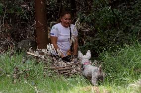 Training Dogs To Rescue Natural Disasters - Mexico