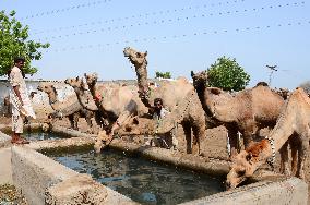 PAKISTAN-HYDERABAD-CAMEL MARKET