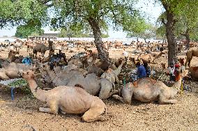 PAKISTAN-HYDERABAD-CAMEL MARKET