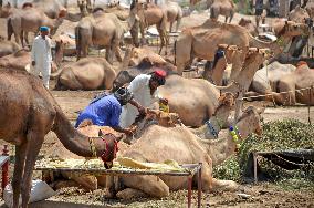 PAKISTAN-HYDERABAD-CAMEL MARKET