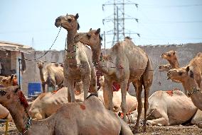 PAKISTAN-HYDERABAD-CAMEL MARKET