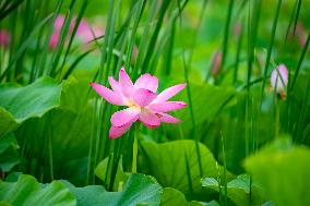 #CHINA-LOTUS FLOWERS-BLOSSOM (CN)