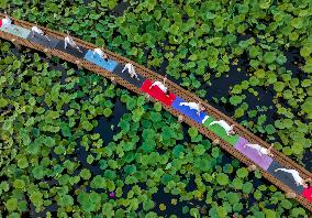 #CHINA-LOTUS FLOWERS-BLOSSOM (CN)