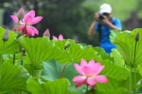 #CHINA-LOTUS FLOWERS-BLOSSOM (CN)