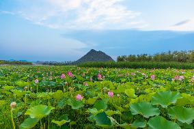 #CHINA-LOTUS FLOWERS-BLOSSOM (CN)