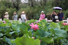 #CHINA-LOTUS FLOWERS-BLOSSOM (CN)