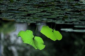 #CHINA-LOTUS FLOWERS-BLOSSOM (CN)