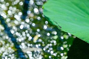 #CHINA-LOTUS FLOWERS-BLOSSOM (CN)