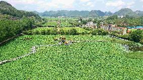 #CHINA-LOTUS FLOWERS-BLOSSOM (CN)