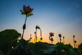 #CHINA-LOTUS FLOWERS-BLOSSOM (CN)