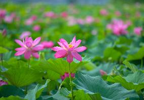 #CHINA-LOTUS FLOWERS-BLOSSOM (CN)