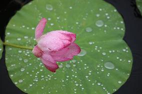 #CHINA-LOTUS FLOWERS-BLOSSOM (CN)