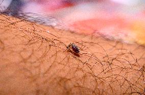 Malaria Threat