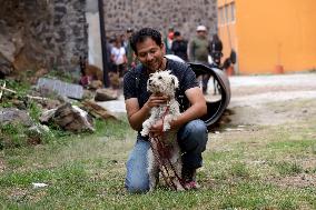 Tlalpan Mayor Trains Dogs To Rescue Natural Disasters In Mexico