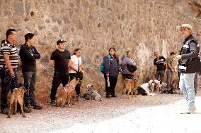 Tlalpan Mayor Trains Dogs To Rescue Natural Disasters In Mexico