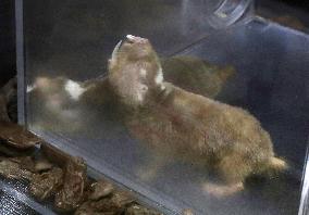 Damaraland mole rat at Kumamoto zoo