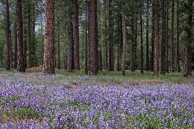 California Superbloom Starts Late In The Northern Sierra Nevada, Calif., United States. June, 2023.