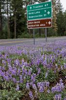 California Superbloom Starts Late In The Northern Sierra Nevada, Calif., United States. June, 2023.