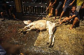 Eid Al-Adha Celebration - Sumatra