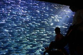 Sardines at aquarium in northern Japan