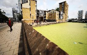 BRITAIN-LONDON-RIVER THAMES-DUCKWEED