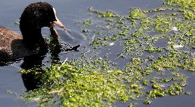 BRITAIN-LONDON-RIVER THAMES-DUCKWEED