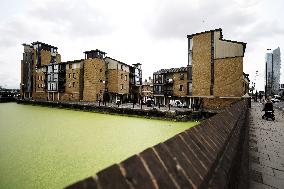 BRITAIN-LONDON-RIVER THAMES-DUCKWEED