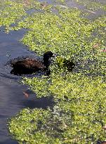 BRITAIN-LONDON-RIVER THAMES-DUCKWEED