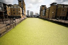 BRITAIN-LONDON-RIVER THAMES-DUCKWEED