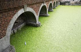 BRITAIN-LONDON-RIVER THAMES-DUCKWEED