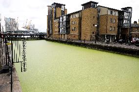 BRITAIN-LONDON-RIVER THAMES-DUCKWEED