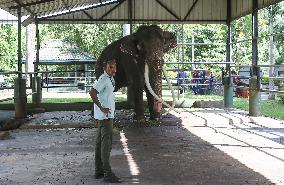 Thai Tusker Sak Surin Or Muthu Raja At The Dehiwala Zoo In Colombo.