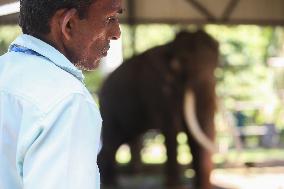 Thai Tusker Sak Surin Or Muthu Raja At The Dehiwala Zoo In Colombo.