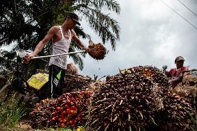Indonesian Government Plans To Bleaching Oil Palm Plantations In Forest Areas